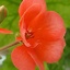 Profile picture of ‌نسترن سی‌
