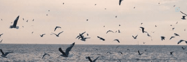 ‌Mrs_kian‌'s header picture