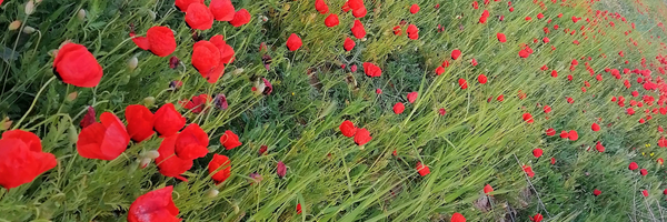 ‌مرضیه نعمتی‌'s header picture