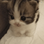 Profile picture of ‌PetiteT‌