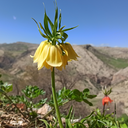 Profile picture of ‌کاظم رامیان‌