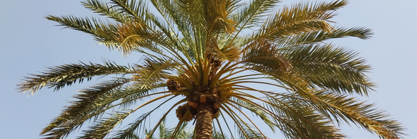 ‌مهاجر گراف‌'s header picture