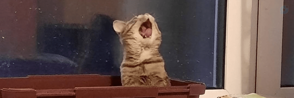 ‌مادر گوربه‌ها‌'s header picture