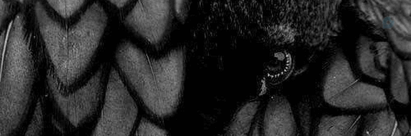 ‌《Mehdi》‌'s header picture