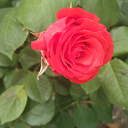 Profile picture of ‌محبوبه فریادرس‌