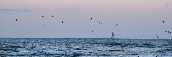 ‌خانومِ‌سبز‌'s header picture