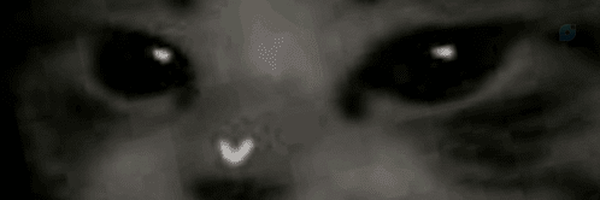 ‌silent‌'s header picture