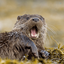 Profile picture of ‌Otter‌