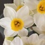 Profile picture of ‌الهی و ربی من لی غیرک .‌