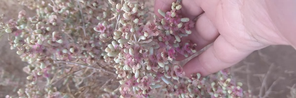 ‌رضا مشتاقی‌'s header picture