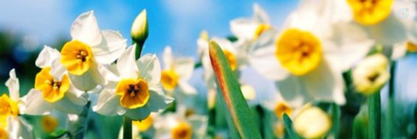 ‌سهیلا خداپرست‌'s header picture