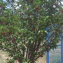 Profile picture of ‌محمود مرادی‌
