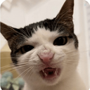 Profile picture of ‌شبخیز‌