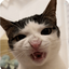 Profile picture of ‌شبخیز‌
