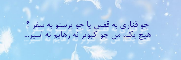 ‌کبوتر فیروزه ای‌'s header picture