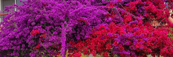 ‌محیا حکاکان‌'s header picture
