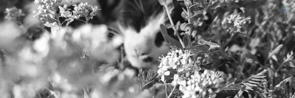 ‌ای‍‌ران بآنو ؛‌'s header picture