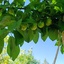 Profile picture of ‌سورنا رضایی‌