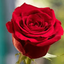 Profile picture of ‌گل رز‌