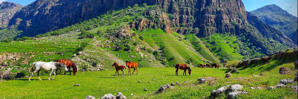‌Ali Kashani‌'s header picture