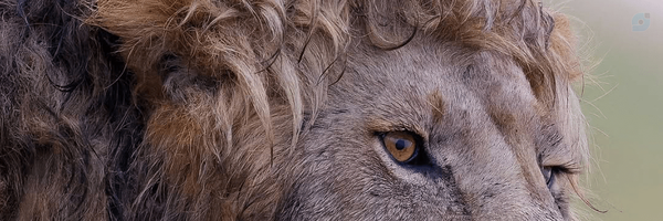 ‌Mohammad Heidari‌'s header picture