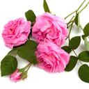 Profile picture of ‌Lena Heydarzadeh‌