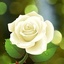 Profile picture of ‌امیرعلی دشتگلی‌