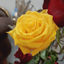 Profile picture of ‌نازنین شمس‌
