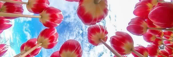 ‌نیکی‌'s header picture