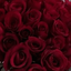 Profile picture of ‌رز 14‌