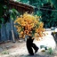 Profile picture of ‌Fateme Afsharmanesh‌