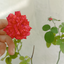 Profile picture of ‌Sadat _F93‌