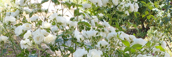 ‌Faryad Faryad‌'s header picture
