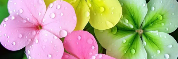 ‌مهراد‌'s header picture