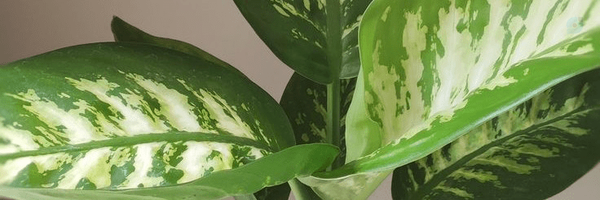 ‌دیفن باخیا🌱‌'s header picture
