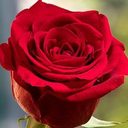 Profile picture of ‌salim naranj‌