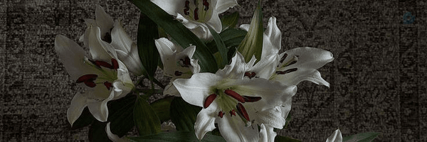 ‌Blueberry(off)‌'s header picture