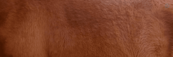 ‌Chi‌'s header picture
