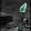 Profile picture of ‌شاعر خسته‌