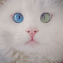Profile picture of ‌Salva سلوا‌