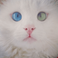 Profile picture of ‌Salva سلوا‌