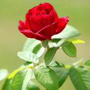 Profile picture of ‌جواد‌
