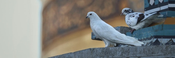 ‌سیّد محمدمهدی سبط‌احمدی‌'s header picture