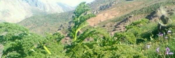 ‌حسن رجبی‌'s header picture
