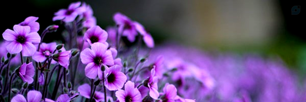 ‌سوده فدائی ریحان آبادی‌'s header picture