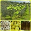 Profile picture of ‌راشد صفری‌