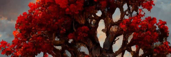 ‌امیرحسین رفیعی‌'s header picture
