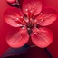 Profile picture of ‌سارین‌