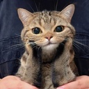 Profile picture of ‌پیشی🐈‌