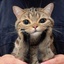 Profile picture of ‌پیشی🐈‌